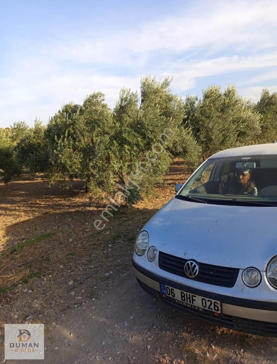 Duman Emlak'tan Satılık 22.8 Dönüm Zeytinlik Ve Elma Bahçesi - Görsel 9