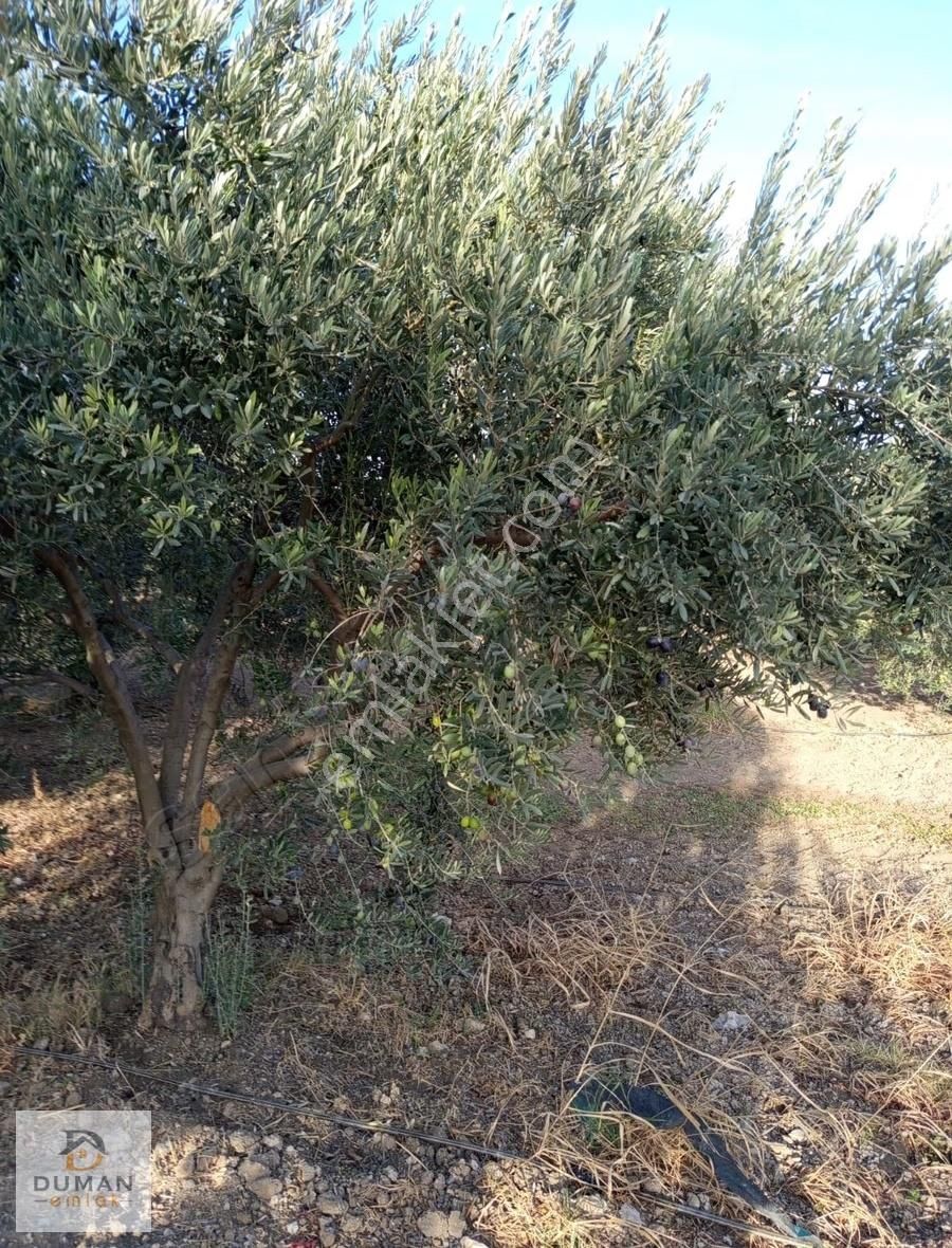 Duman Emlak'tan Satılık 22.8 Dönüm Zeytinlik Ve Elma Bahçesi - Görsel 7