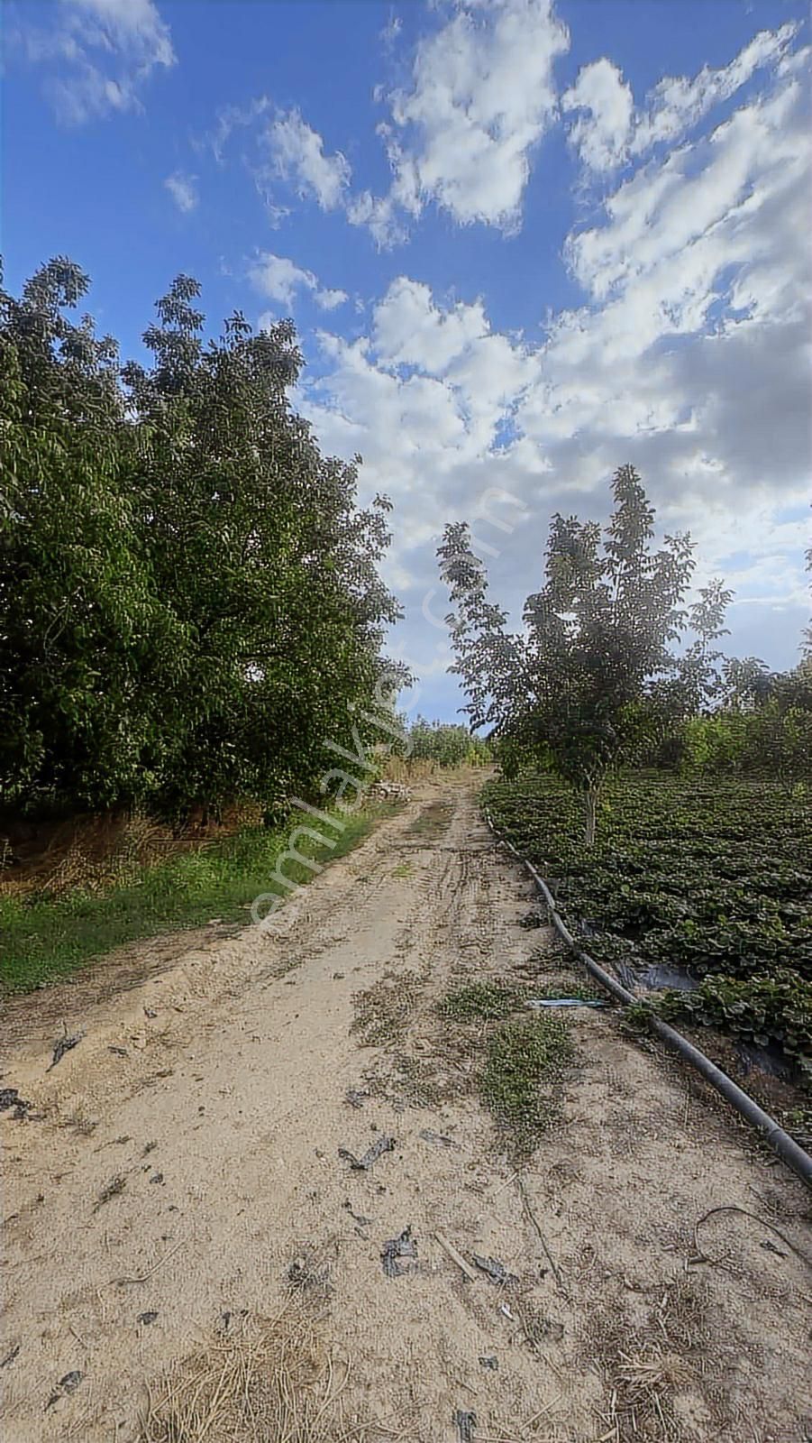 1308 M2 Fırsat Arazisi Tek Tapu Ovada Harika Nokta Kaçırma!!!!!! - Görsel 3