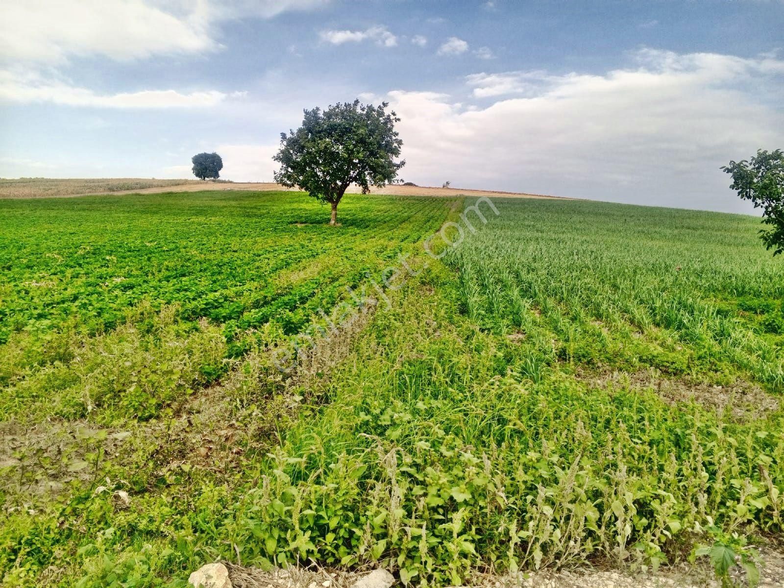 Yenişehir Çelebi'de Asfalt Yola Cepheli Suyu Olan 9050,m2 Tarla - Görsel 13