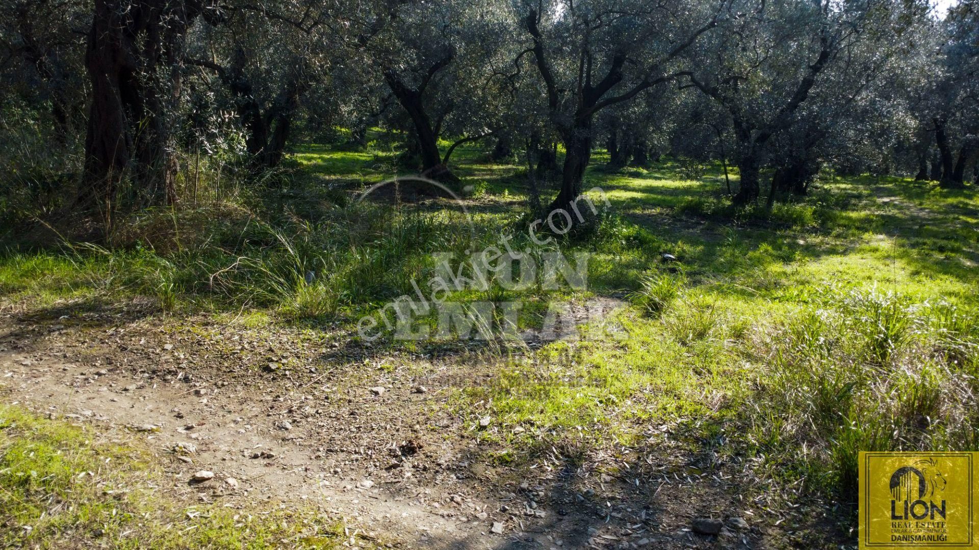🟨⬛lıon Emlak'tan Erdek Sanayi Sitesine Yakın Yatırımlık 1721m² Satılık Zeytinlik⬛🟨 - Görsel 22