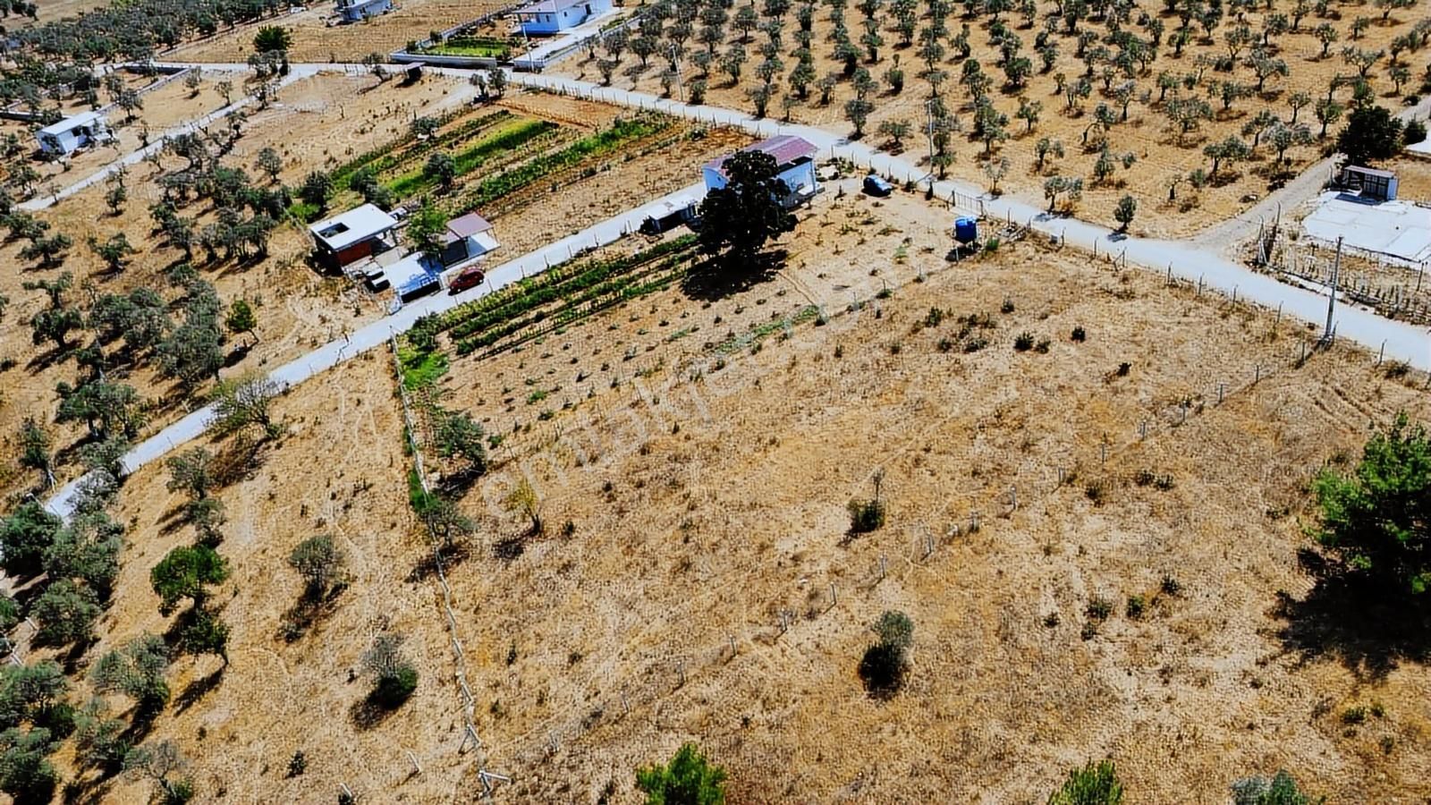 Remax Arma'dan Dirmil'de Acil Satılık Zeytinlik Elektrik&su - Görsel 24
