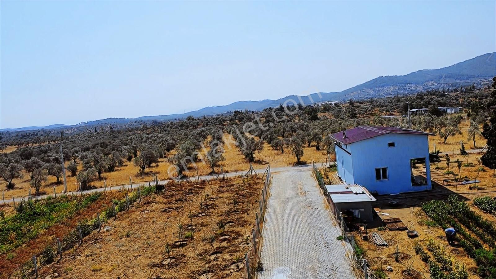 Remax Arma'dan Dirmil'de Acil Satılık Zeytinlik Elektrik&su - Görsel 35