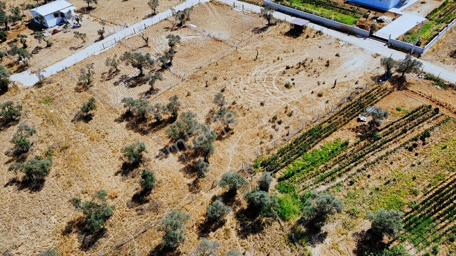 Remax Arma'dan Dirmil'de Acil Satılık Zeytinlik Elektrik&su - Görsel 14