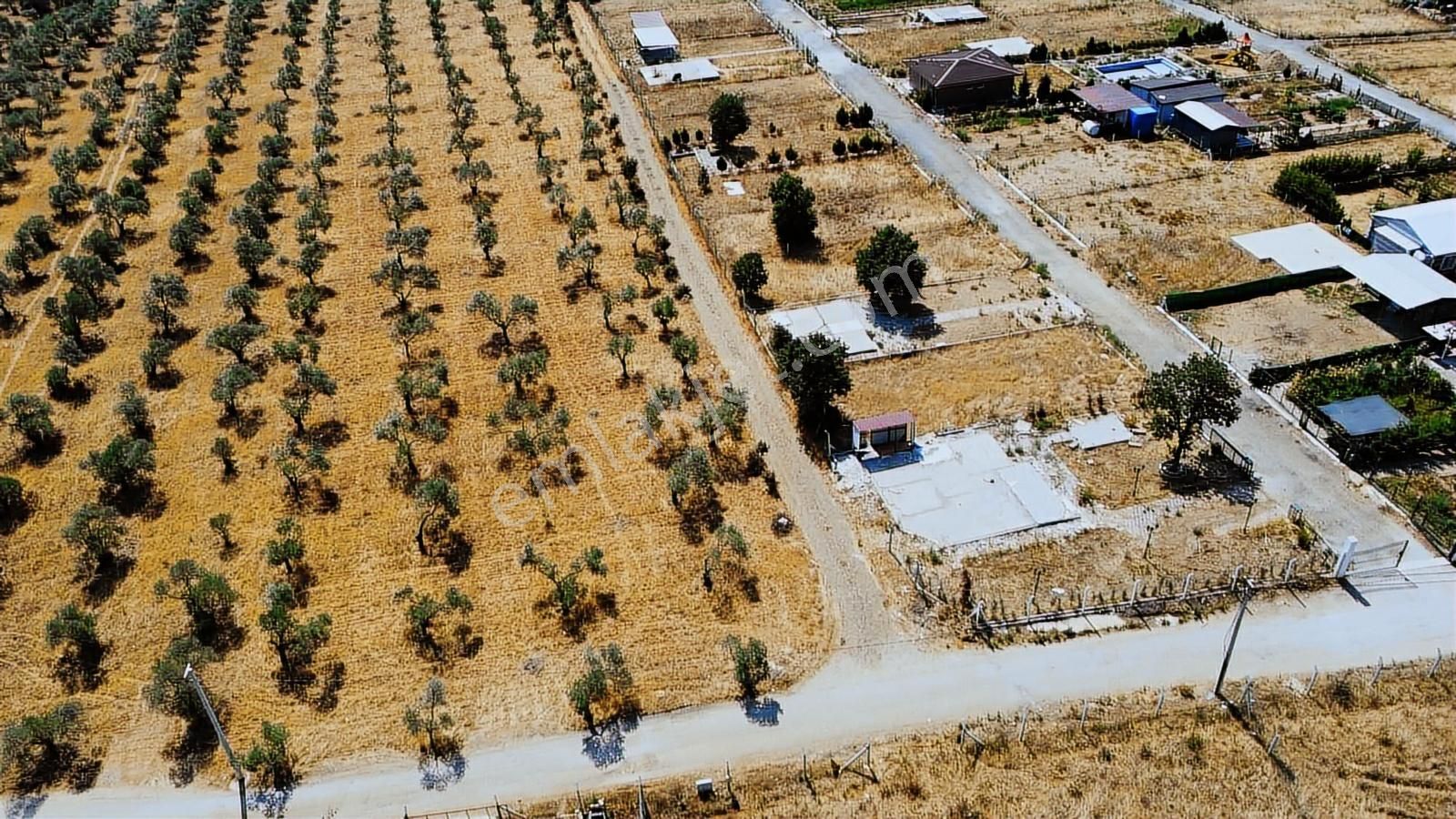 Remax Arma'dan Dirmil'de Acil Satılık Zeytinlik Elektrik&su - Görsel 7