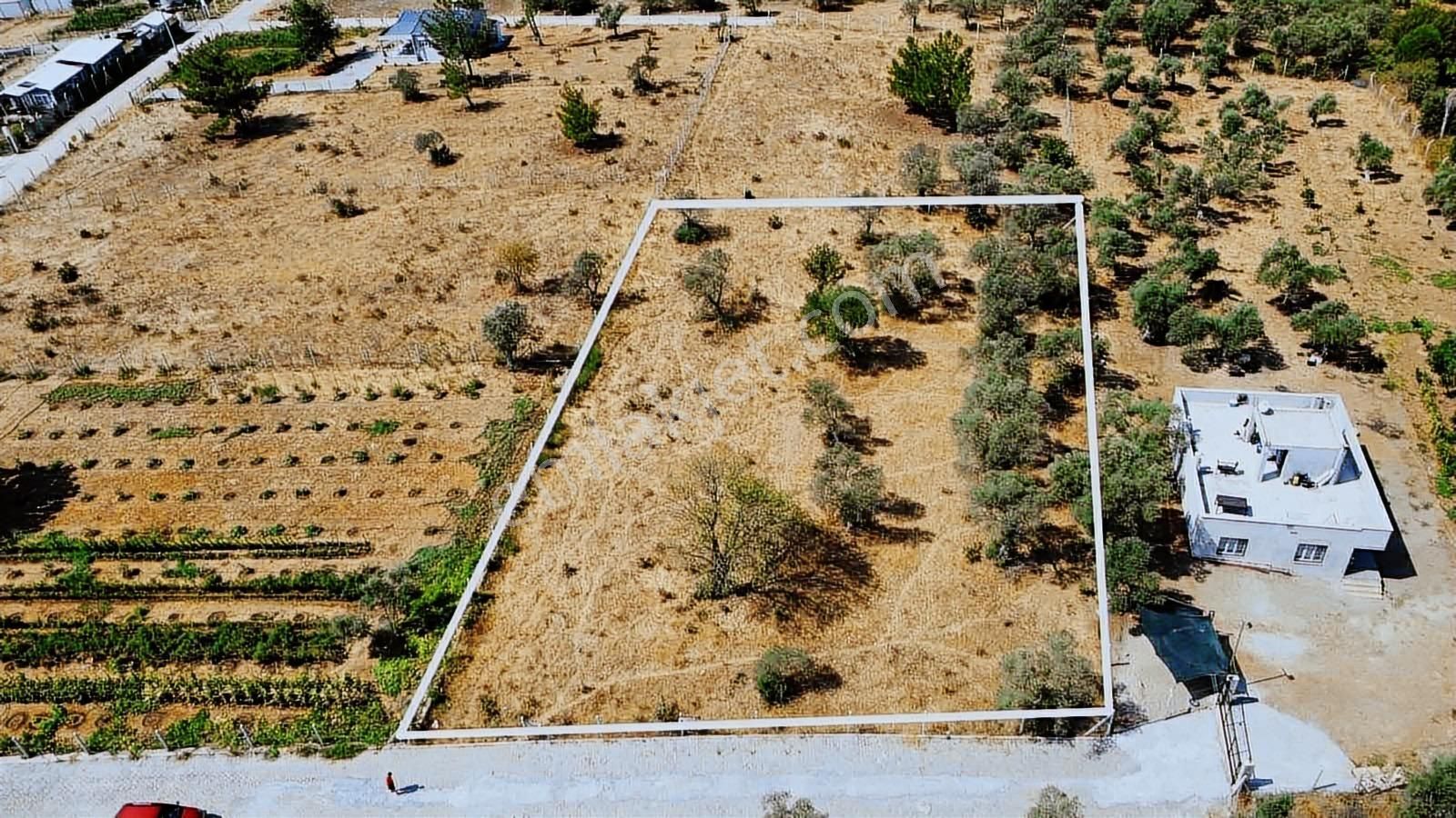 Remax Arma'dan Dirmil'de Acil Satılık Zeytinlik Elektrik&su - Görsel 13