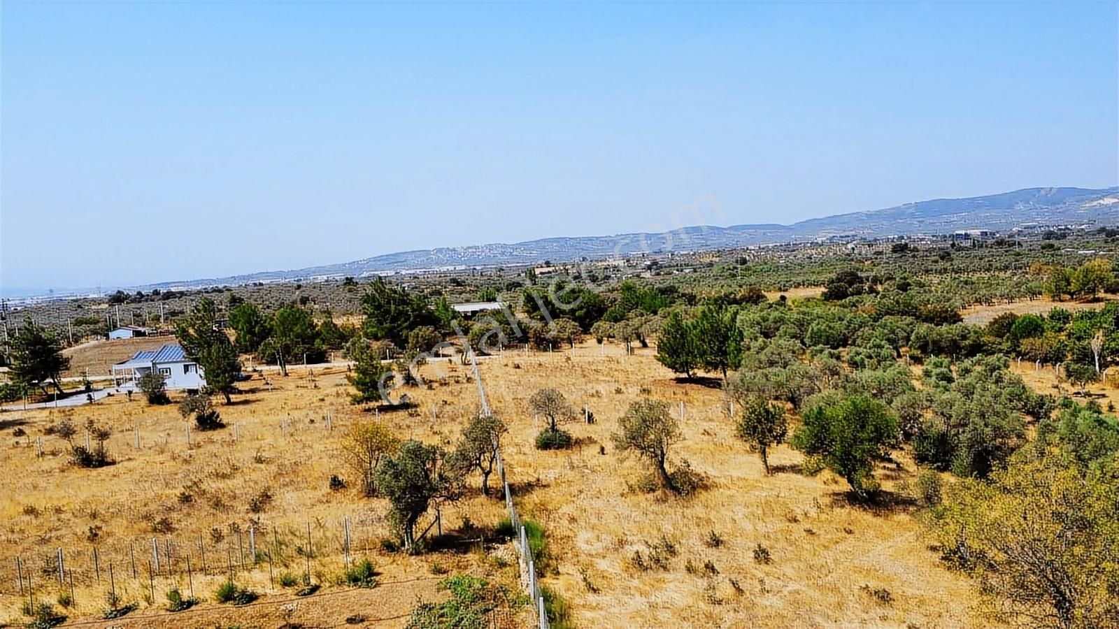 Remax Arma'dan Dirmil'de Acil Satılık Zeytinlik Elektrik&su - Görsel 17