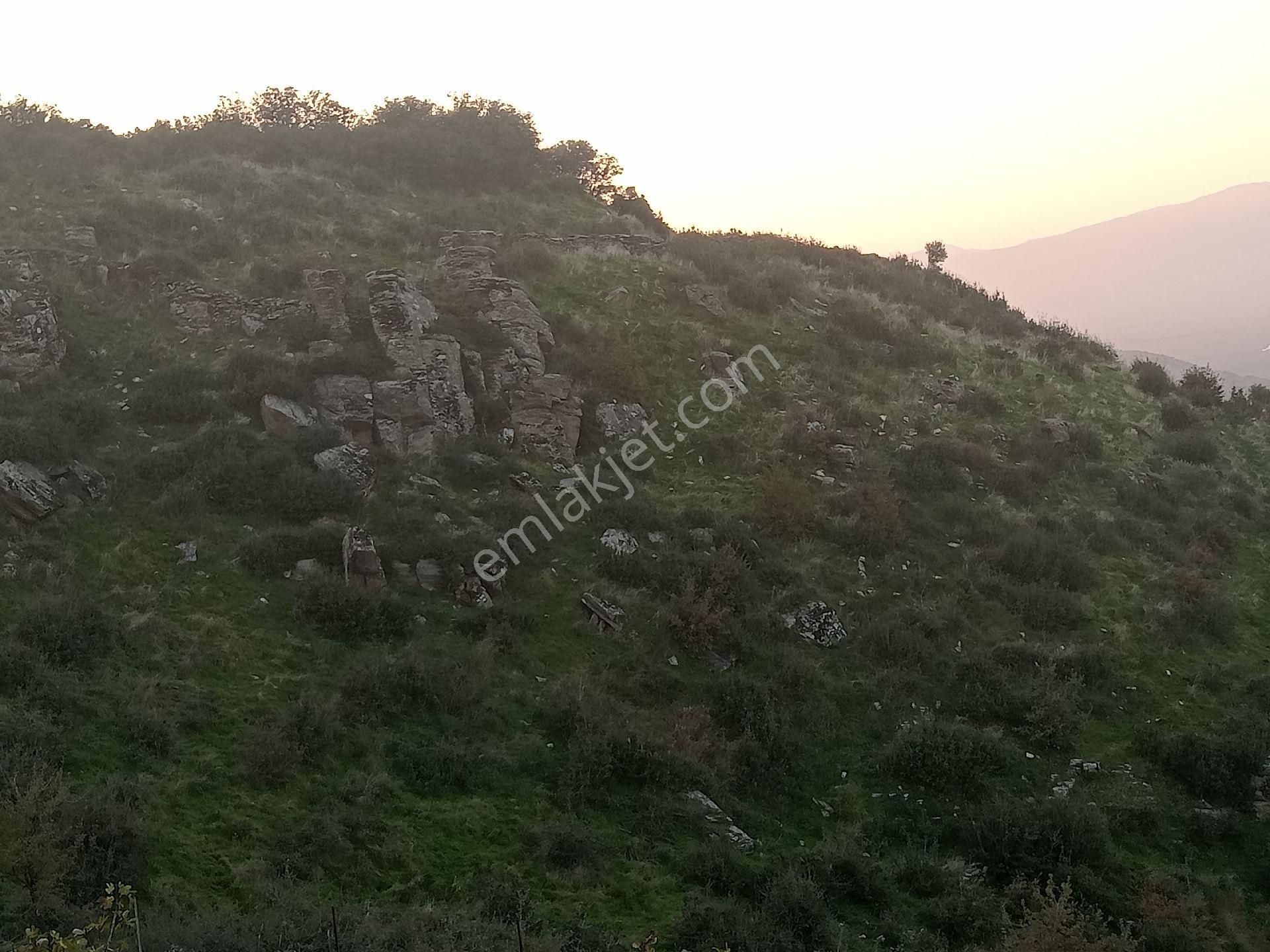 Koçarli Dedekoy Satilik Zeytinlik Hobi Bahcesi - Görsel 12
