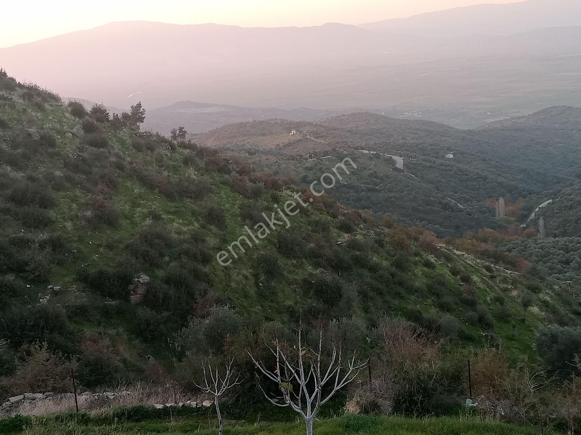 Koçarli Dedekoy Satilik Zeytinlik Hobi Bahcesi - Görsel 11
