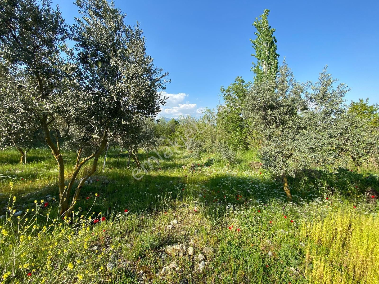 Pirlibey Mahallesindesatılık 2 Dönüm Zeytinlik - Görsel 5