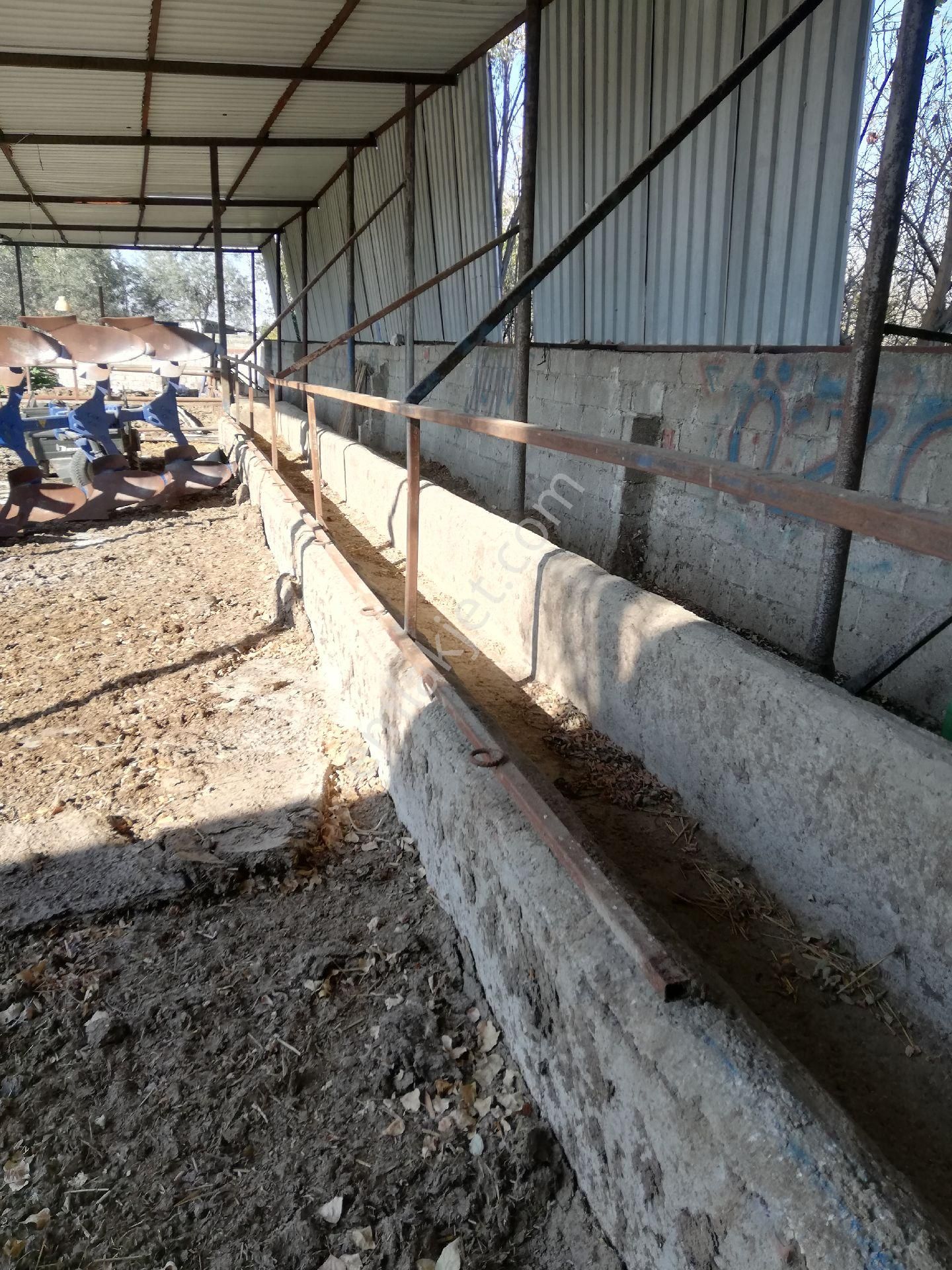 Söke Emlak Ofisinden Burunköy De Köy İçinde Çiftlik Evi - Görsel 16