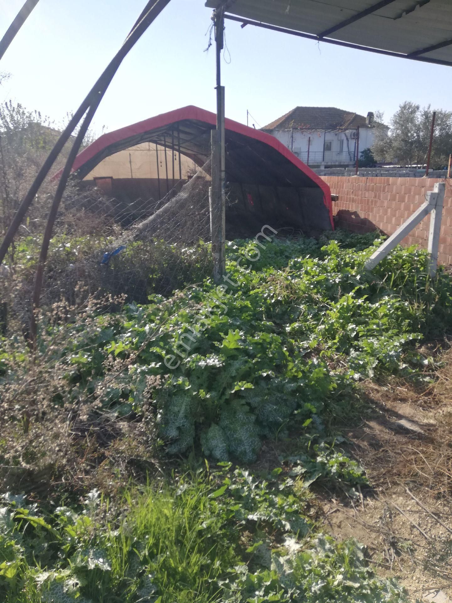 Söke Emlak Ofisinden Burunköy De Köy İçinde Çiftlik Evi - Görsel 19