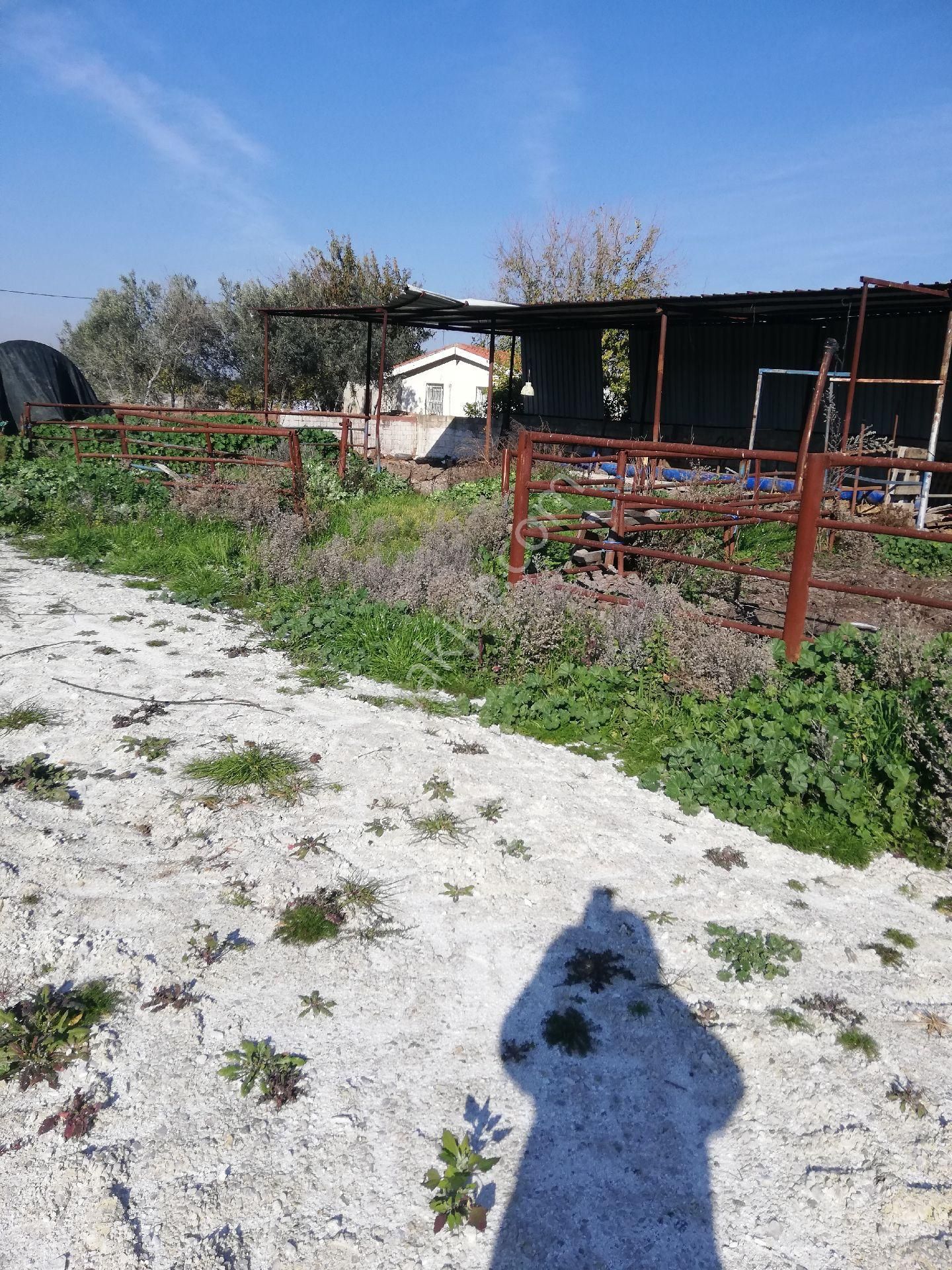 Söke Emlak Ofisinden Burunköy De Köy İçinde Çiftlik Evi - Görsel 5