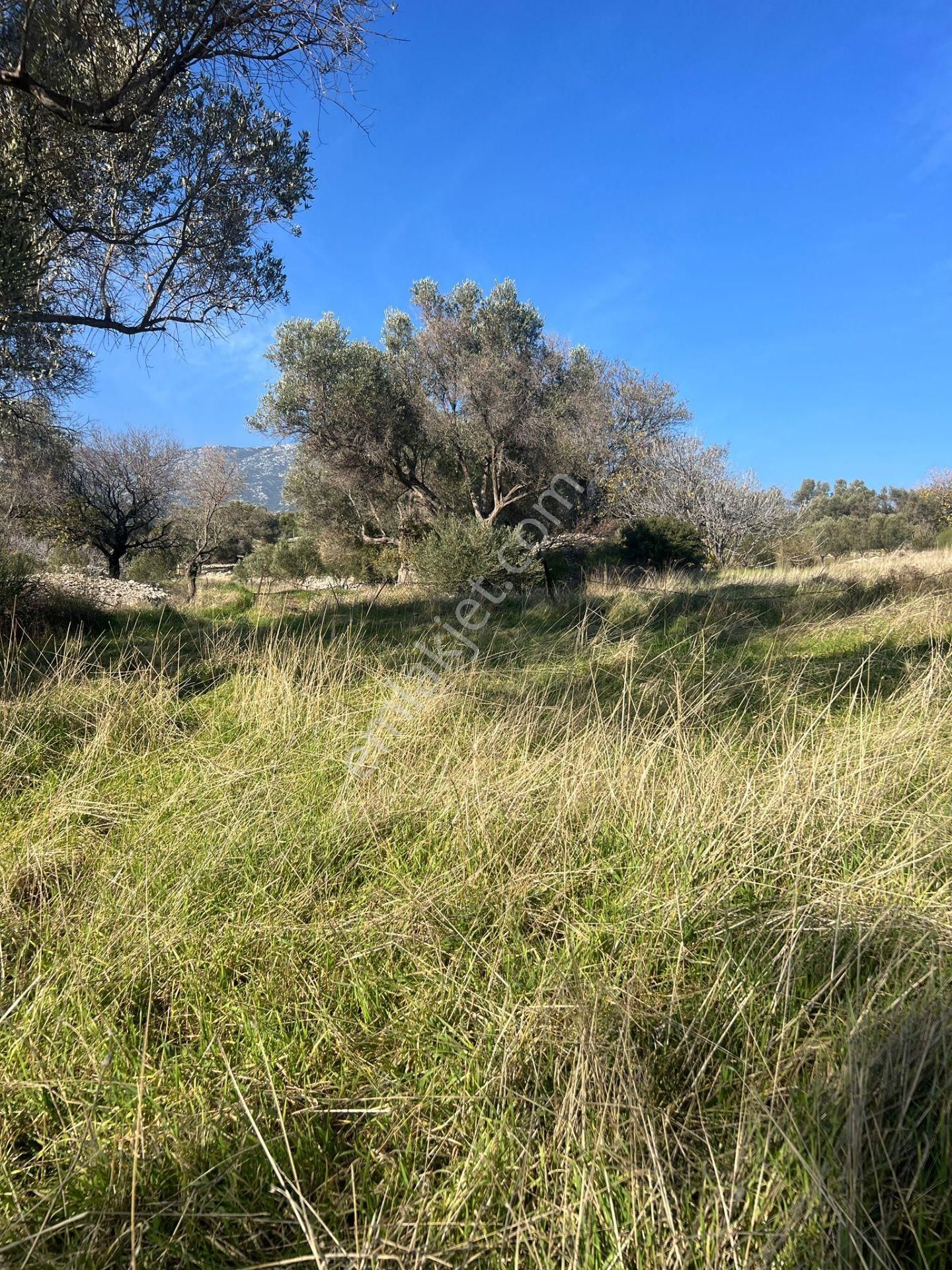 Karaburun Kösedere'de 2290 M² Doğa Manzaralı Düz Zemin Tarla - Görsel 10