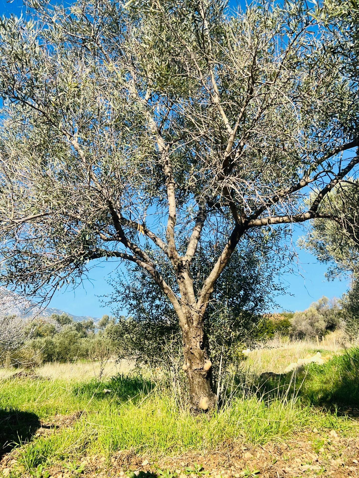 Karaburun Kösedere'de 2290 M² Doğa Manzaralı Düz Zemin Tarla - Görsel 12