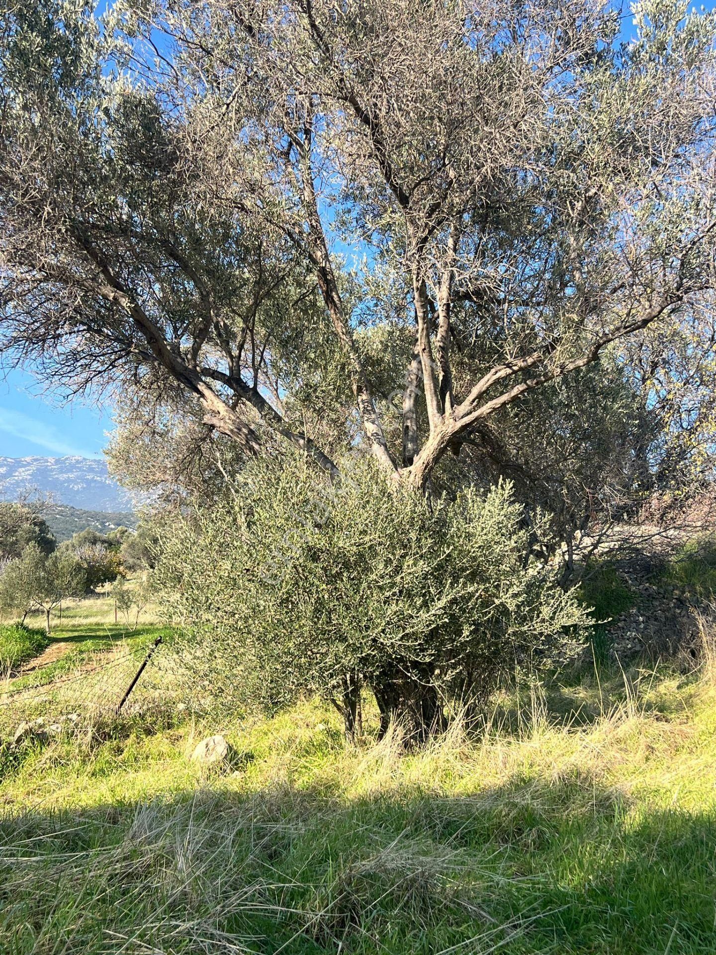 Karaburun Kösedere'de 2290 M² Doğa Manzaralı Düz Zemin Tarla - Görsel 8