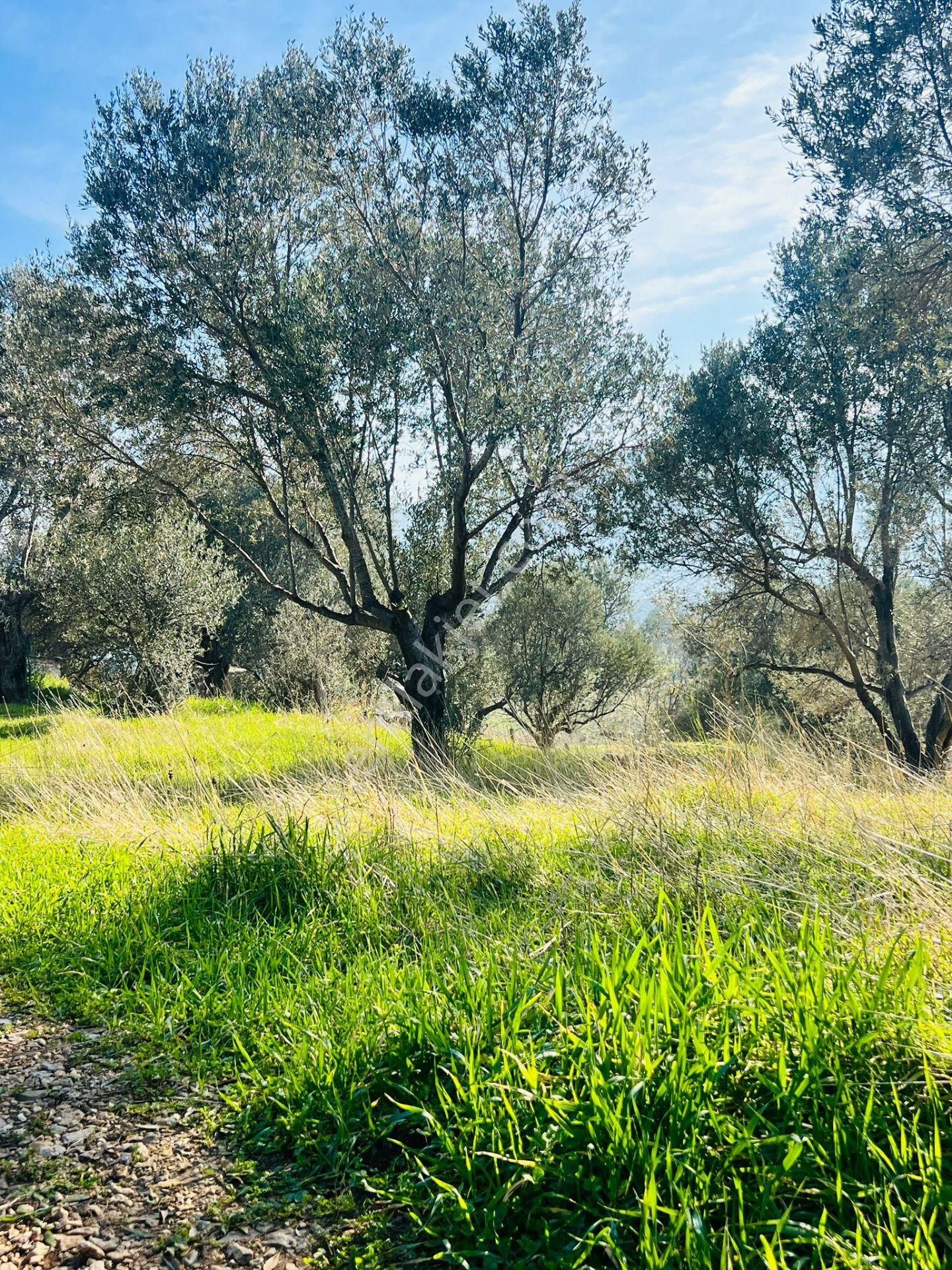 Karaburun Kösedere'de 2290 M² Doğa Manzaralı Düz Zemin Tarla - Görsel 7