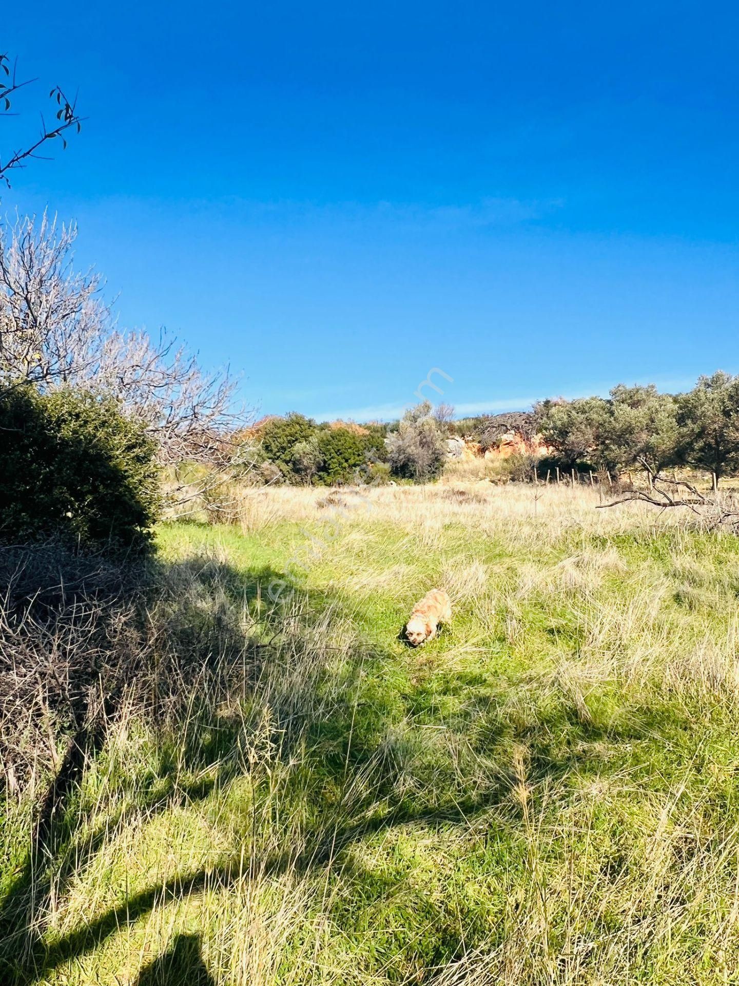 Karaburun Kösedere'de 2290 M² Doğa Manzaralı Düz Zemin Tarla - Görsel 16