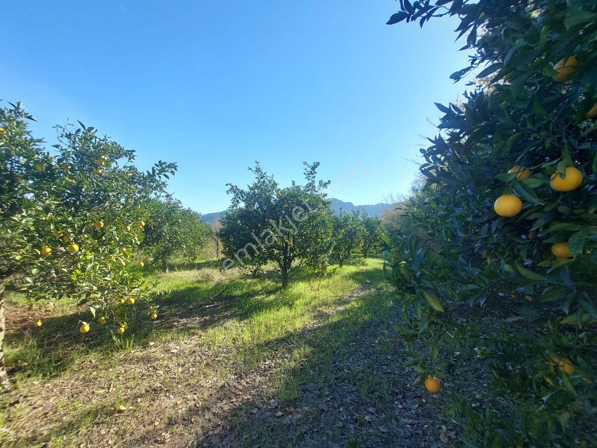 Mugla Dalyan Da 150 M2 İnşaat Hakkı Olan 4 500 M2 Arazi Satılık Veya Takas - Görsel 5