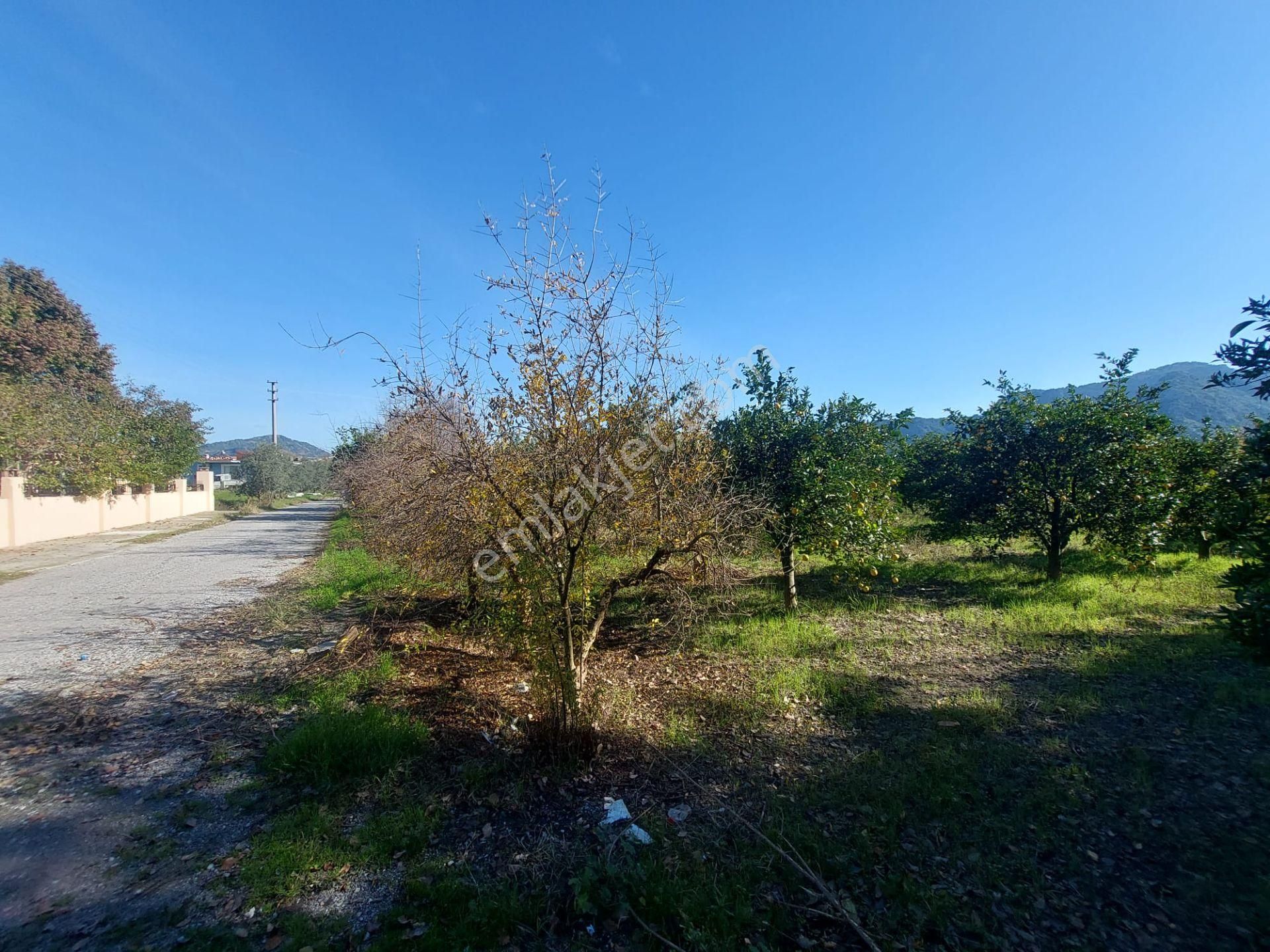 Mugla Dalyan Da 150 M2 İnşaat Hakkı Olan 4 500 M2 Arazi Satılık Veya Takas - Görsel 2