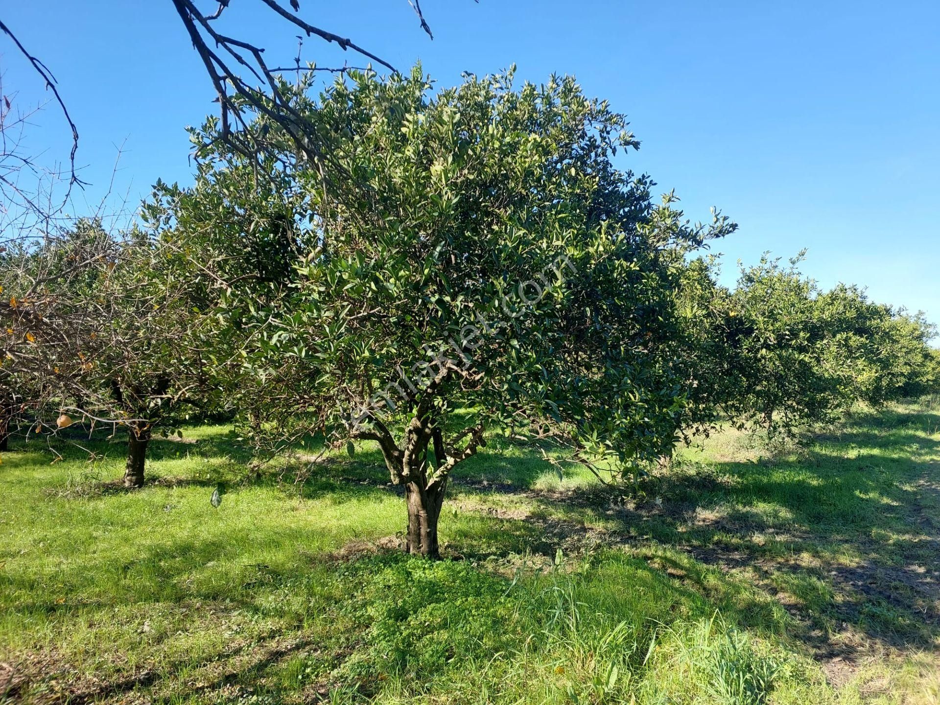 Ortaca Okçular Da 1000 M2 Müstakil Arsa 250 M2 İnşaat Hak Olan Satılık Veya Takas - Görsel 8