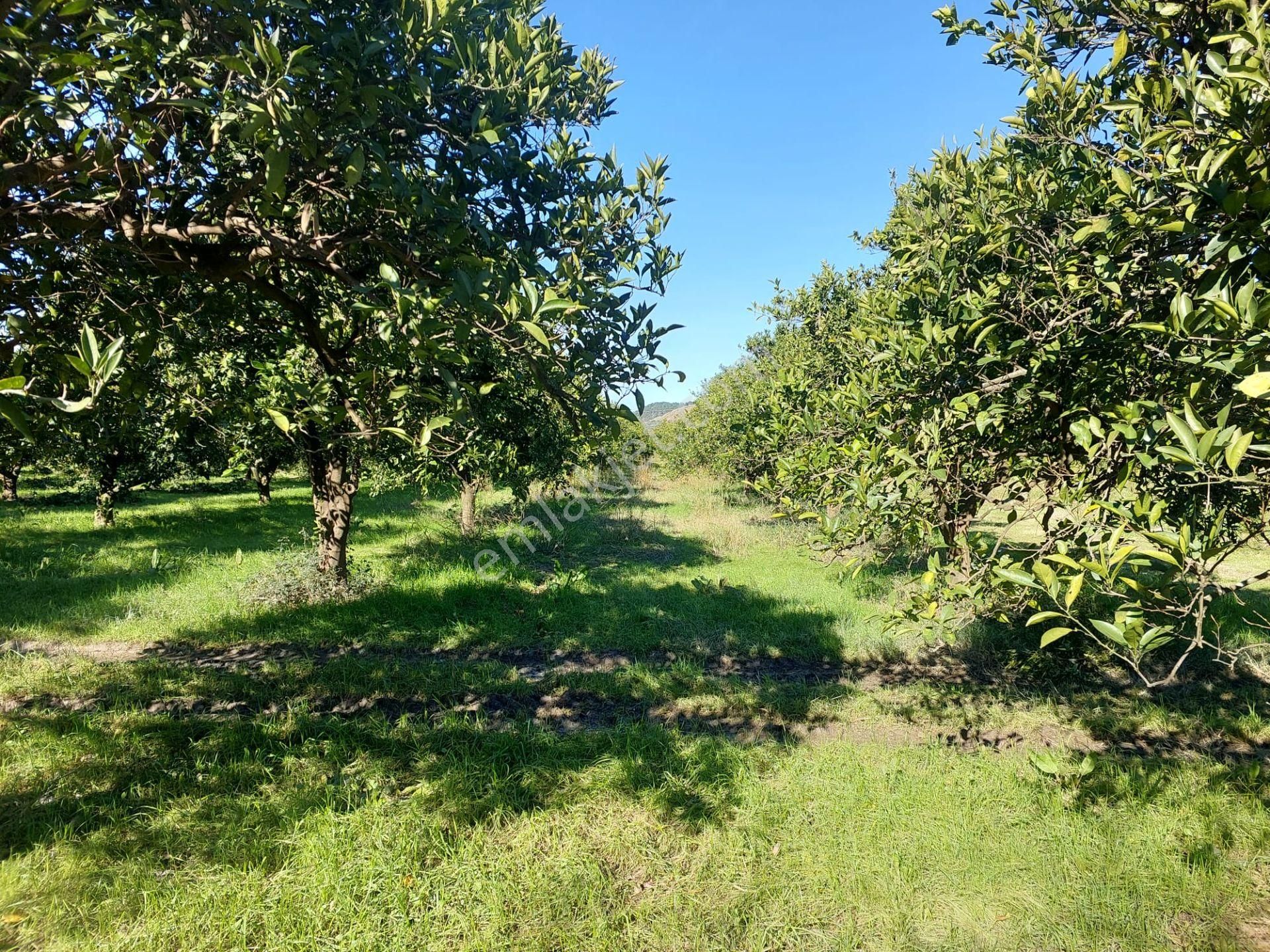 Ortaca Okçular Da 1000 M2 Müstakil Arsa 250 M2 İnşaat Hak Olan Satılık Veya Takas - Görsel 7
