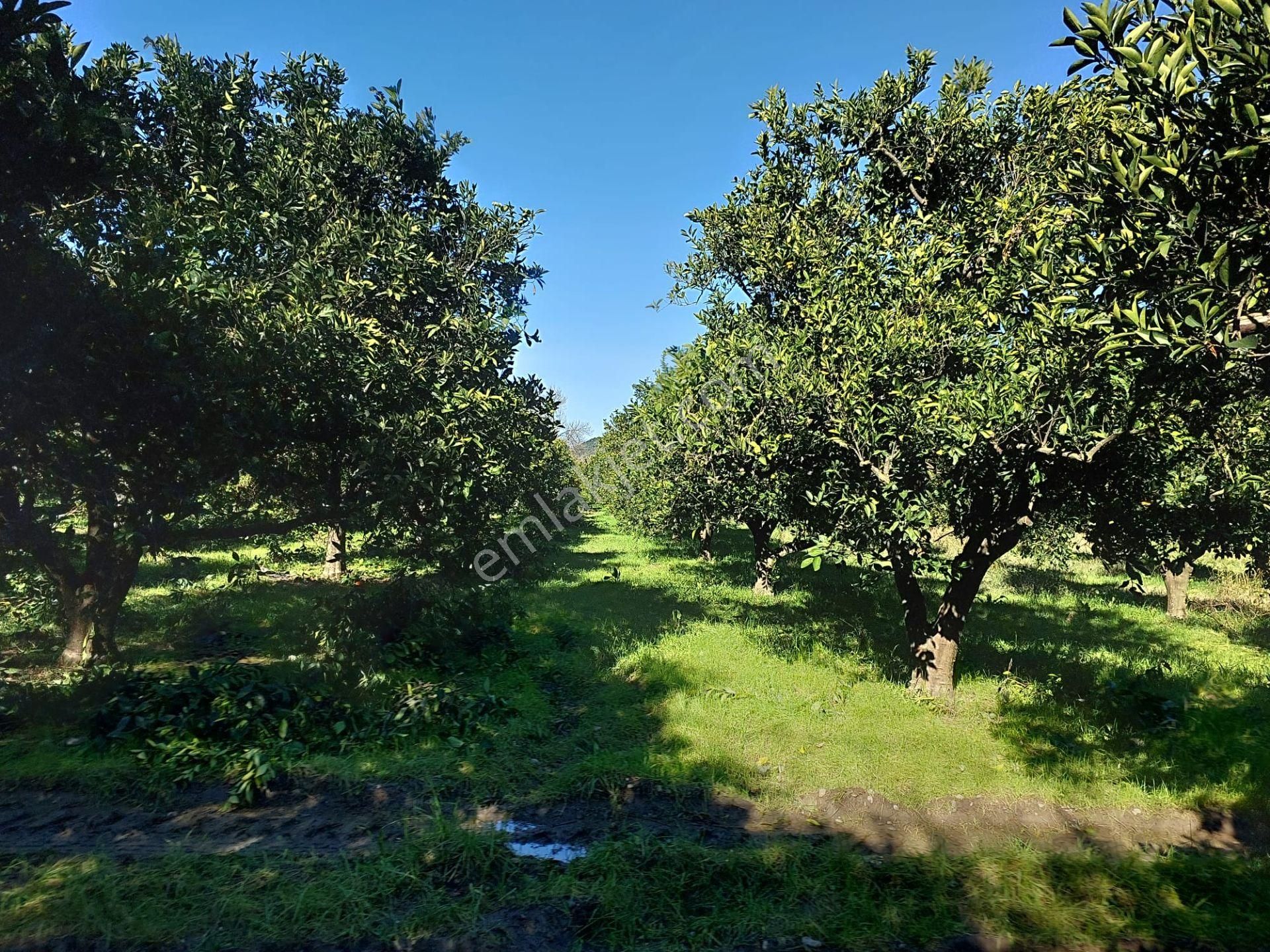 Ortaca Okçular Da 1000 M2 Müstakil Arsa 250 M2 İnşaat Hak Olan Satılık Veya Takas - Görsel 5