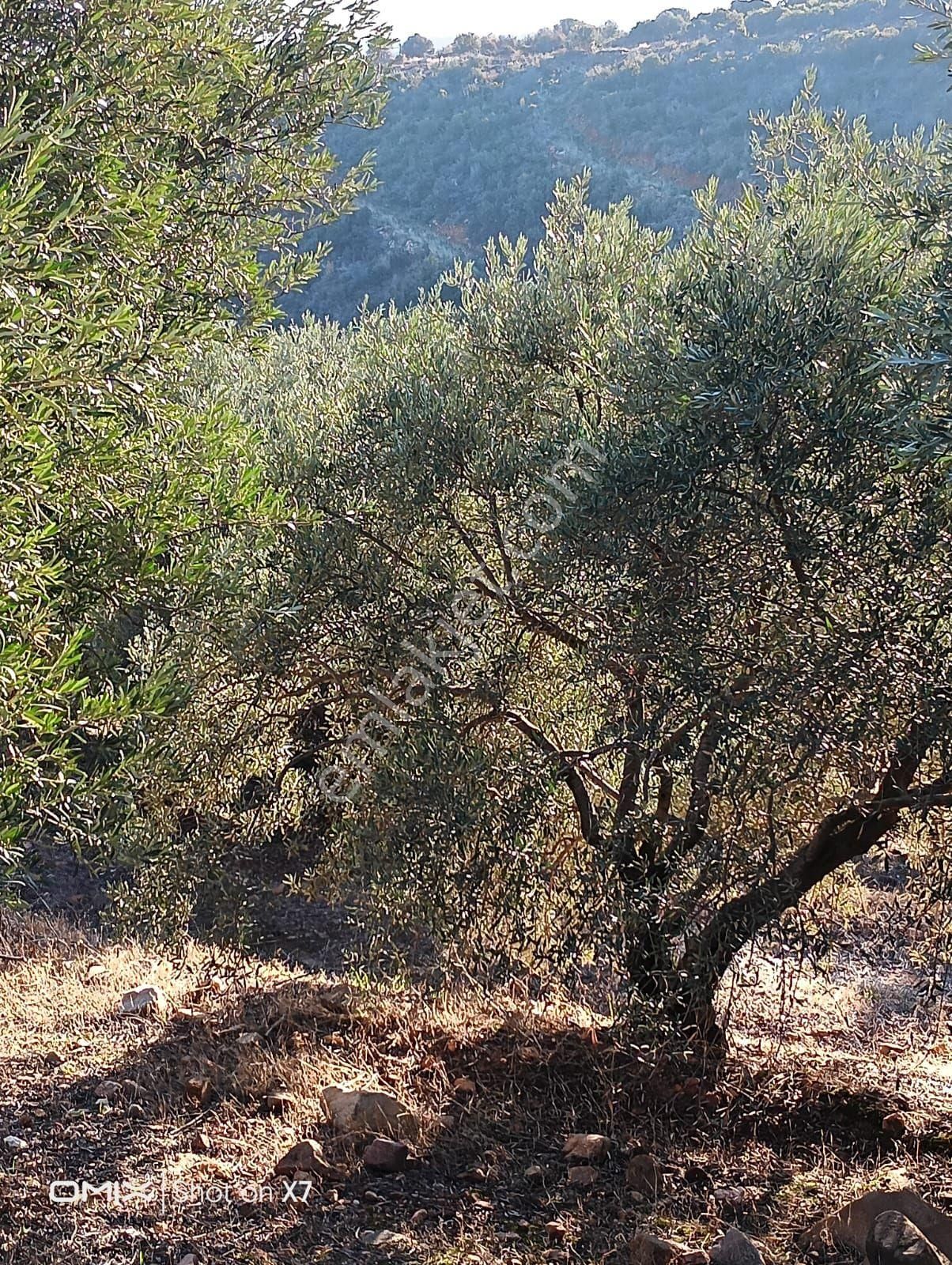 Karaçasu Dere Köyü Göletin Karşısı Satılık - Görsel 7