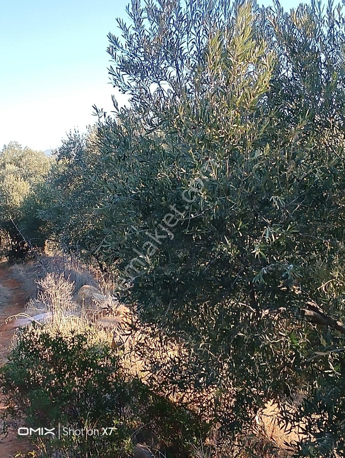 Karaçasu Dere Köyü Göletin Karşısı Satılık - Görsel 6