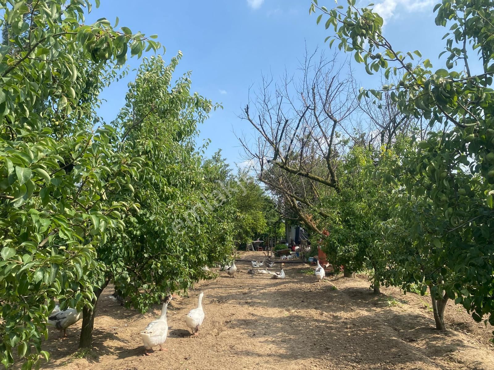 Satılık Bağ Bahçe Susu - Görsel 8