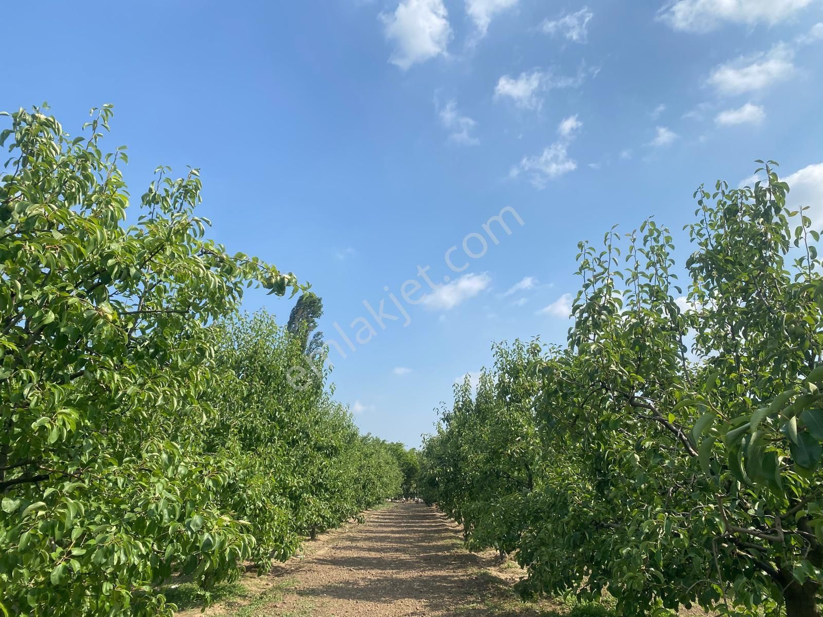 Satılık Bağ Bahçe Susu - Görsel 3