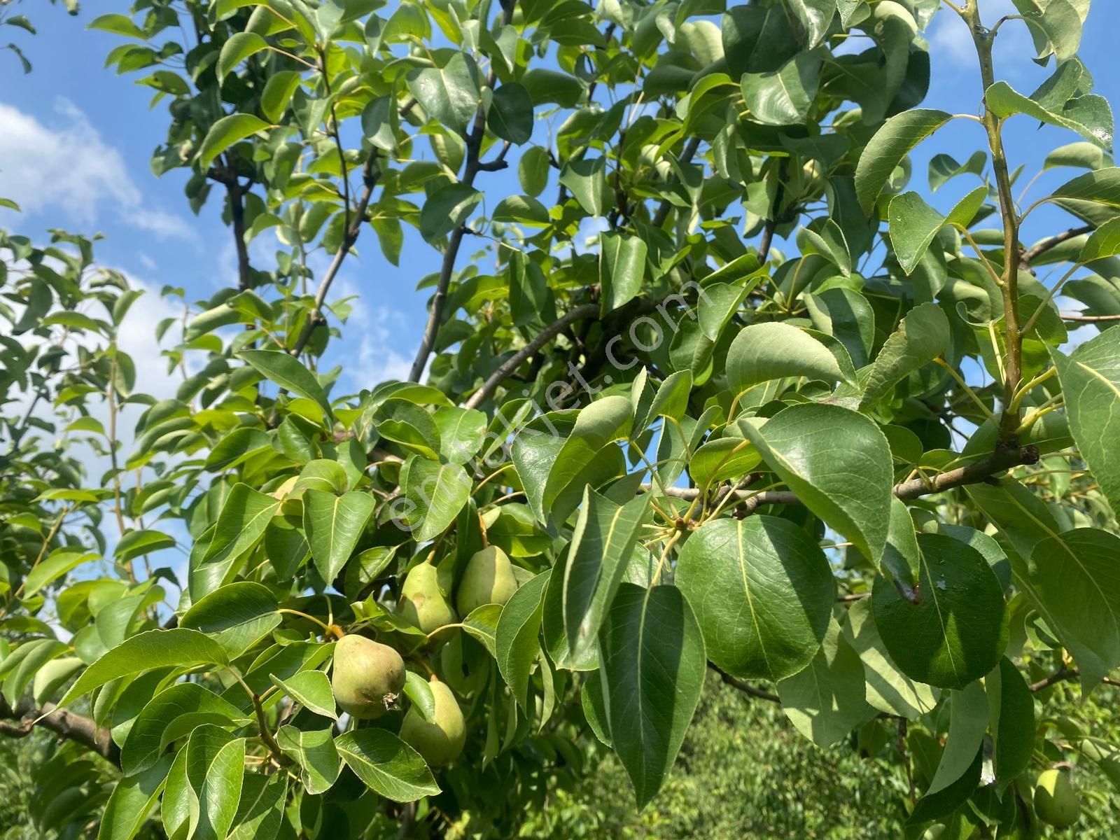 Satılık Bağ Bahçe Susu - Görsel 6
