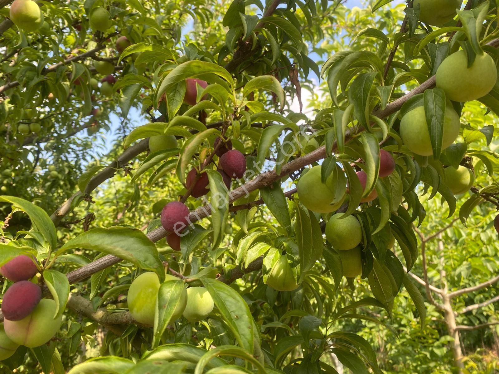 Satılık Bağ Bahçe Susu - Görsel 9
