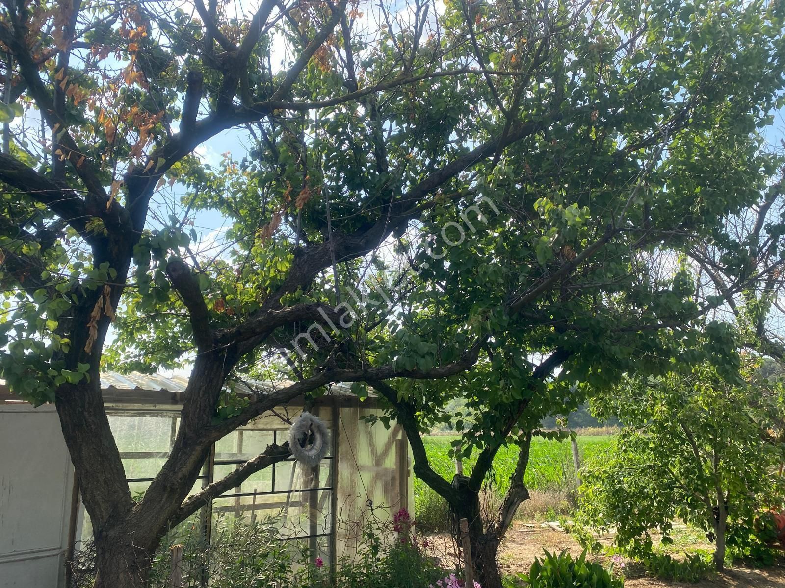 Satılık Bağ Bahçe Susu - Görsel 10