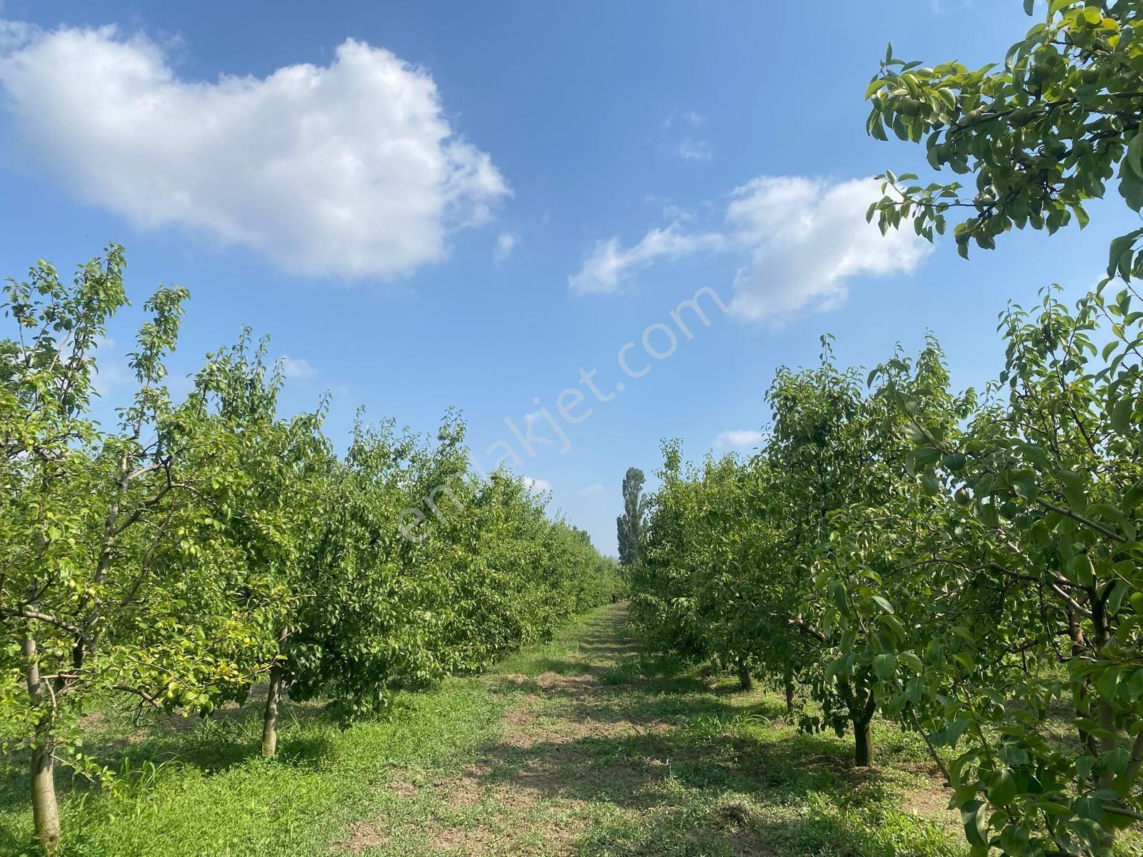 Satılık Bağ Bahçe Susu - Görsel 4