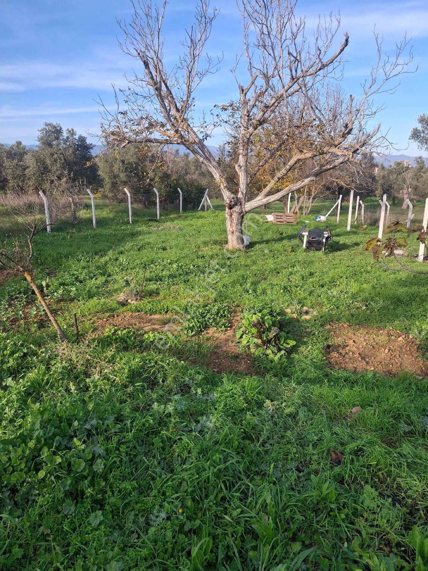 Mirya'dan - Görsel 19