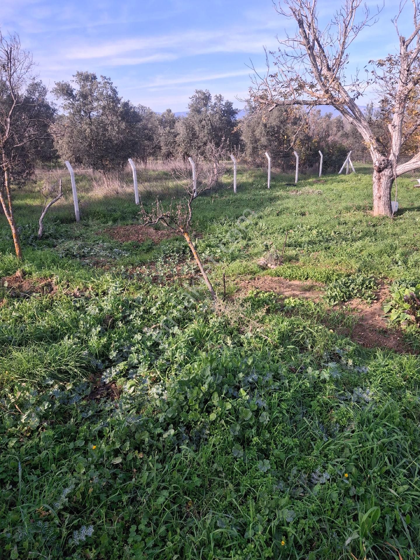 Mirya'dan - Görsel 14