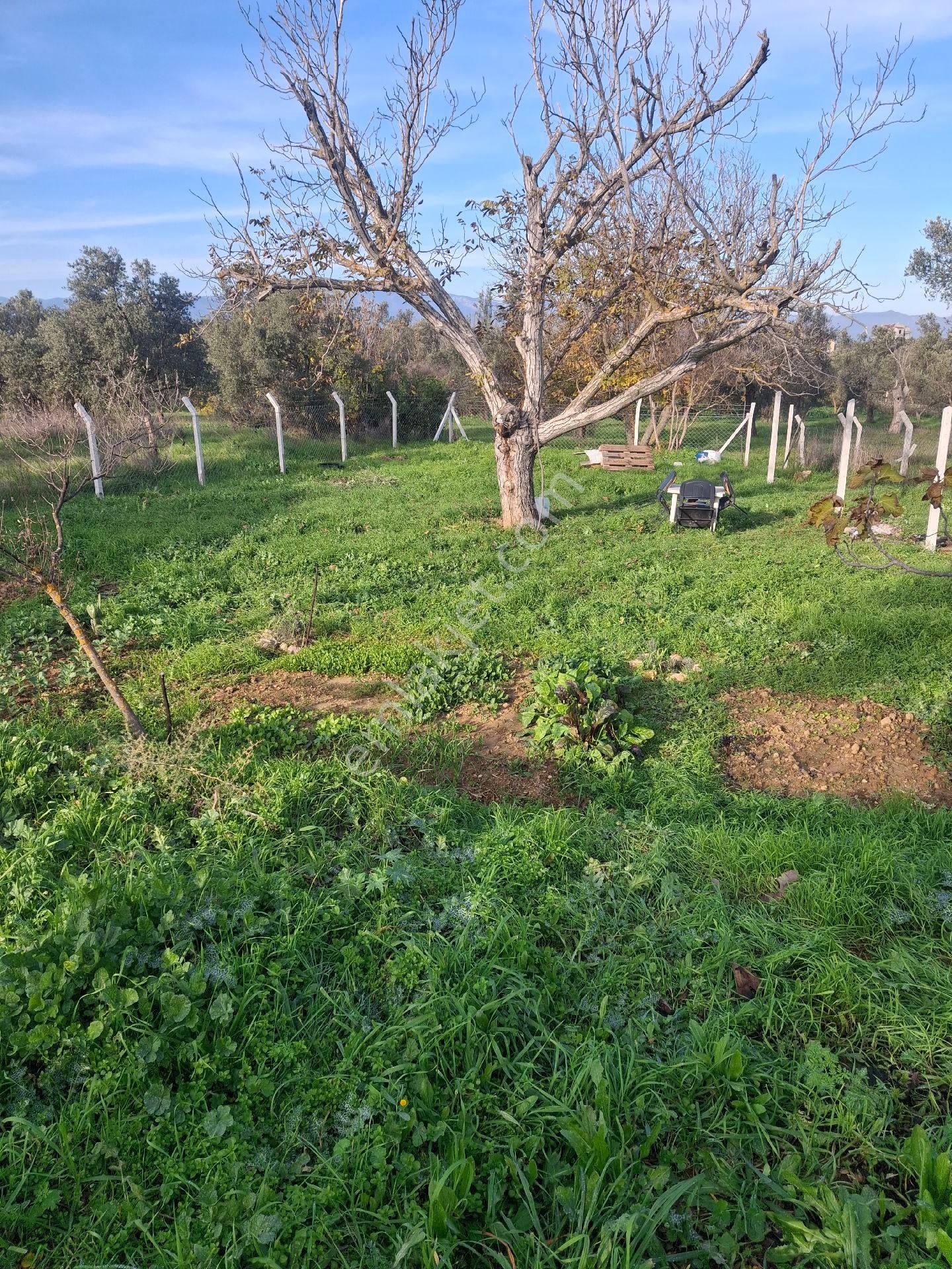 Mirya'dan - Görsel 21