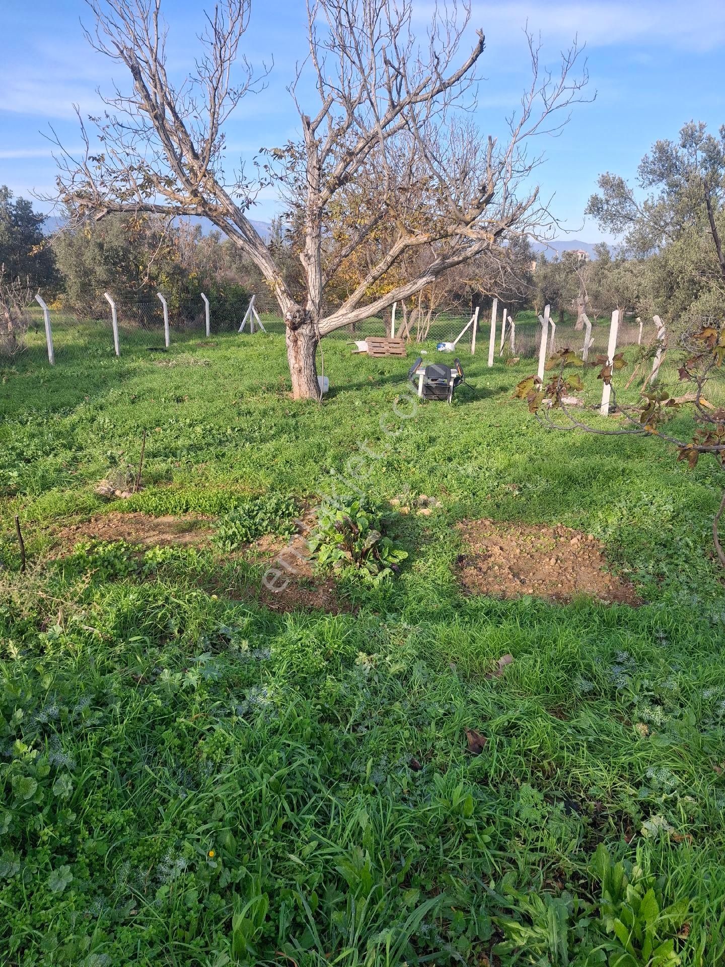 Mirya'dan - Görsel 22