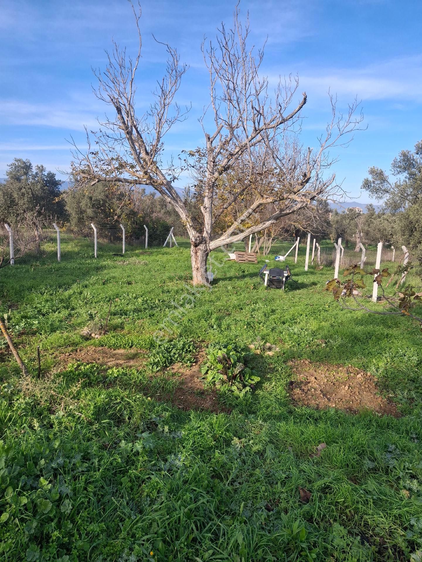 Mirya'dan - Görsel 16