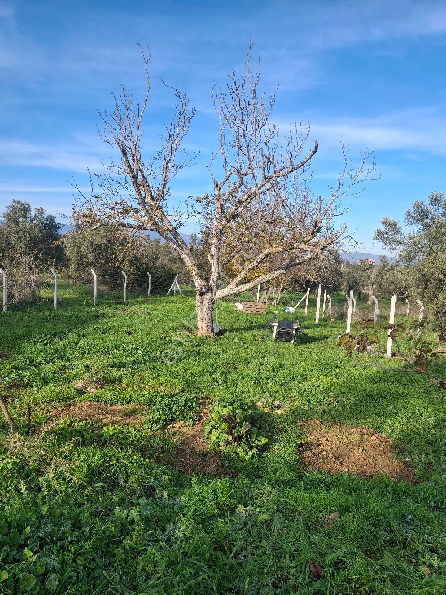 Mirya'dan - Görsel 15