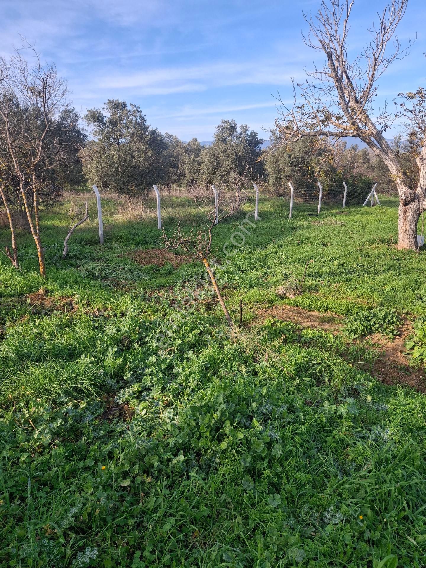 Mirya'dan - Görsel 13