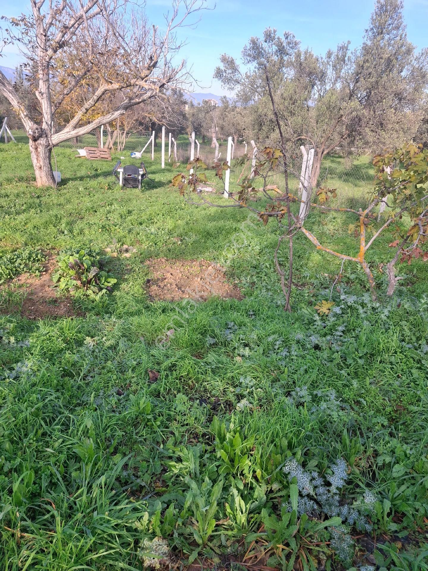 Mirya'dan - Görsel 18