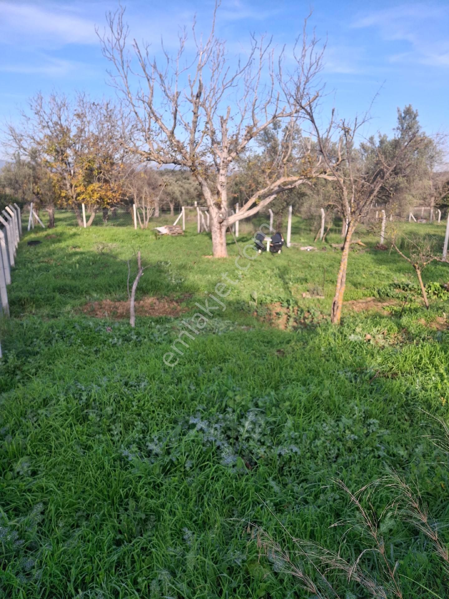 Mirya'dan - Görsel 12