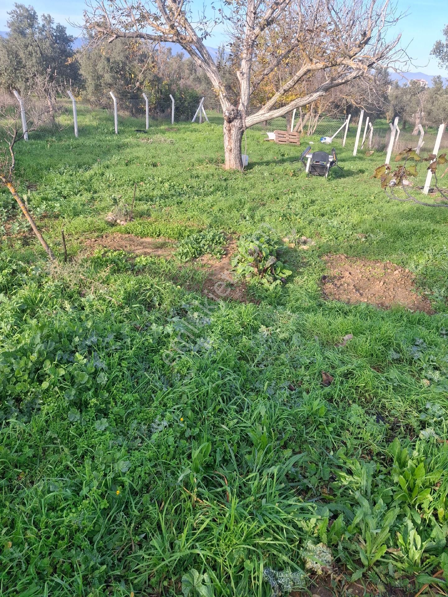 Mirya'dan - Görsel 17