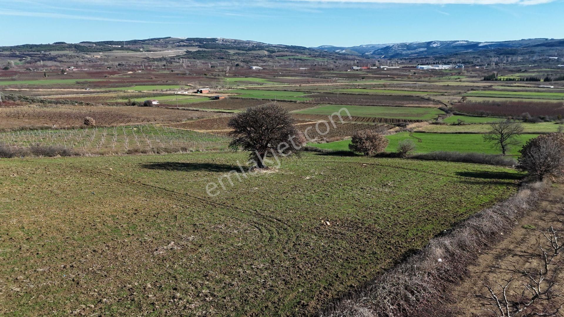 Çanakkale Kangırlı’da 6975 M2 Satılık Tarla - Görsel 2