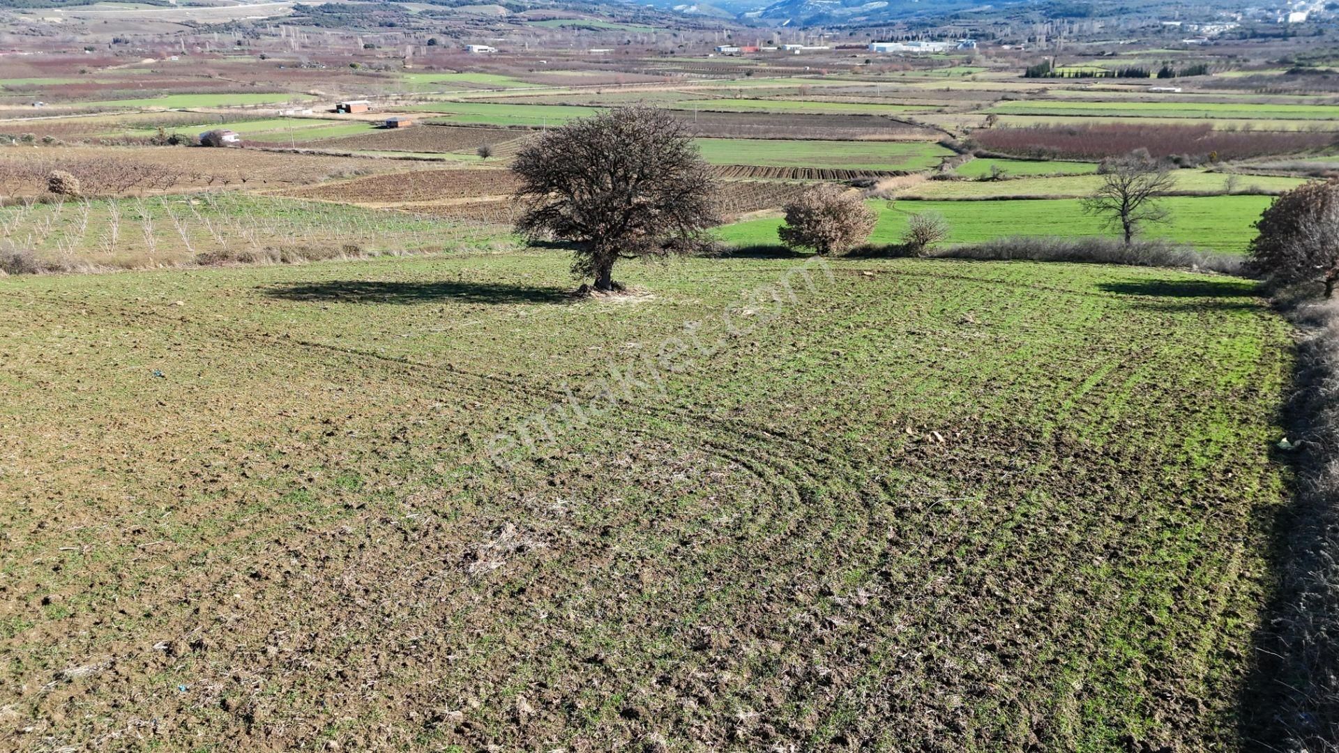 Çanakkale Kangırlı’da 6975 M2 Satılık Tarla - Görsel 3