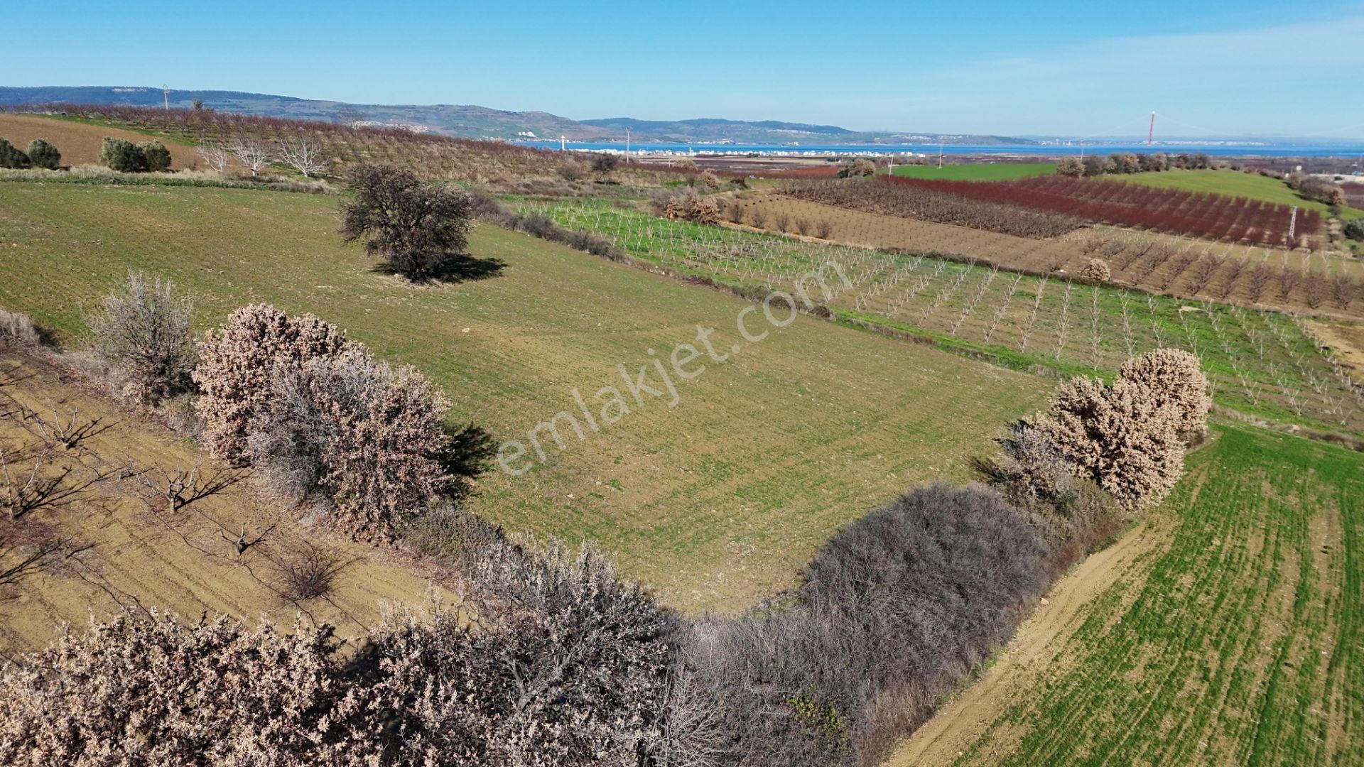 Çanakkale Kangırlı’da 6975 M2 Satılık Tarla - Görsel 5