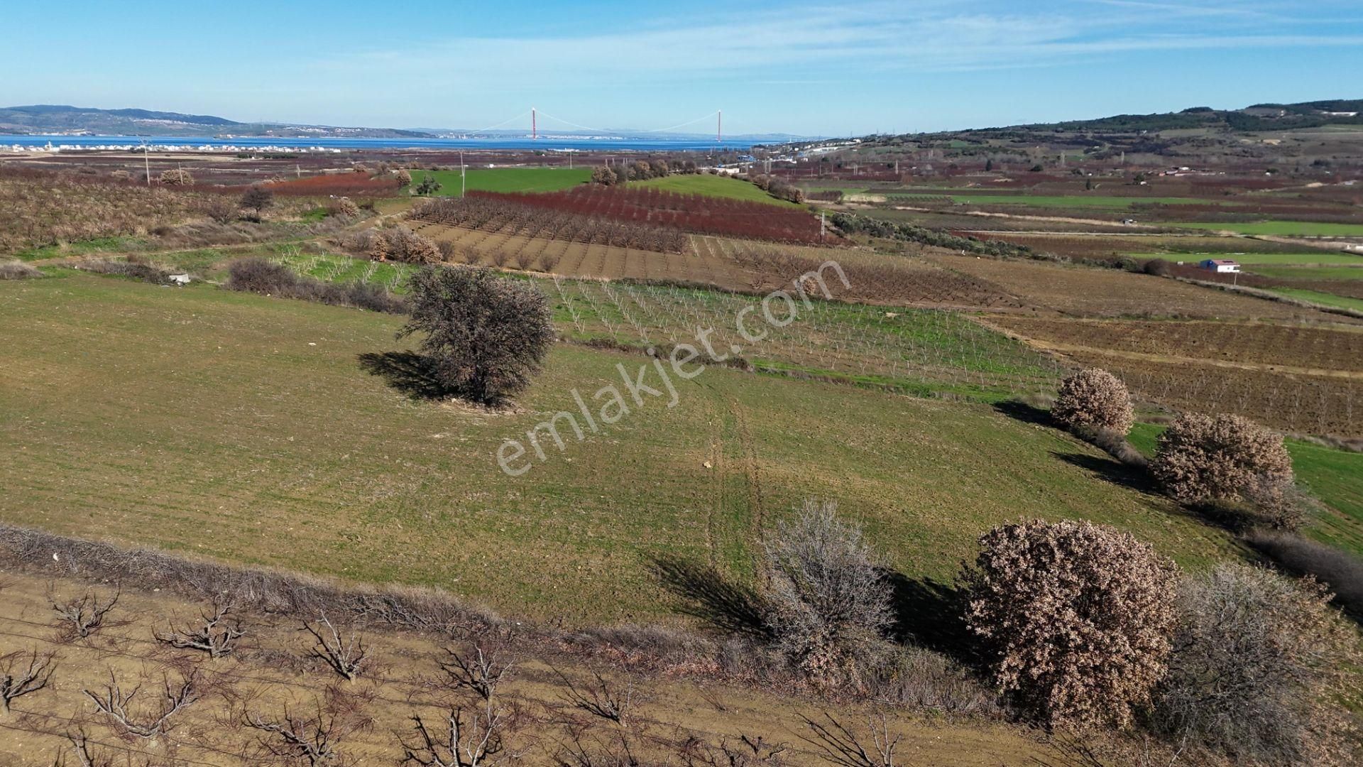 Çanakkale Kangırlı’da 6975 M2 Satılık Tarla - Görsel 4