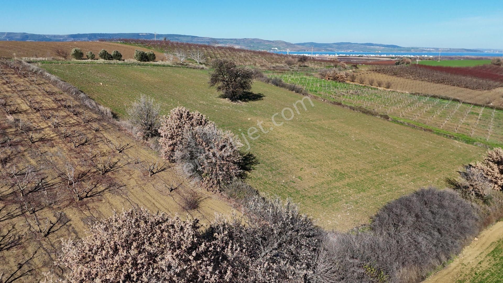 Çanakkale Kangırlı’da 6975 M2 Satılık Tarla